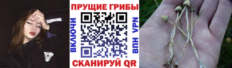 Галлюциногенные грибы Psilocybe  hydra онион  Ростов 